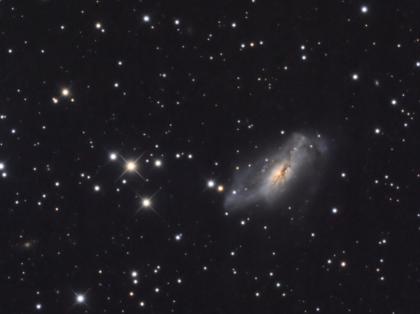 A cropped image to show the detail of barred spiral galaxy NGC 2146 in Camelopardalis - Image Courtesy of David Davies