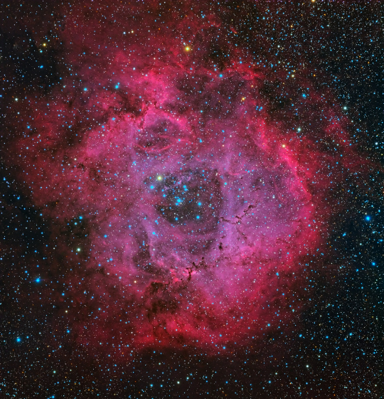 NGC 2237 (The Rosette Nebula) and NGC 2244 acquired by Michael Miller and processed by Warren Keller