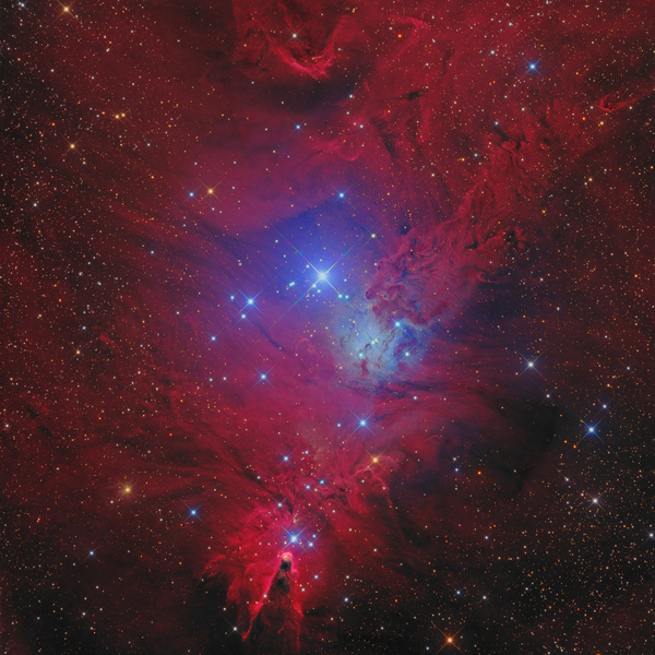 The Christmas Tree Cluster (NGC 2264), the Fox Fur Nebula and the Cone Nebula in Monoceros courtesy of Thomas Henne