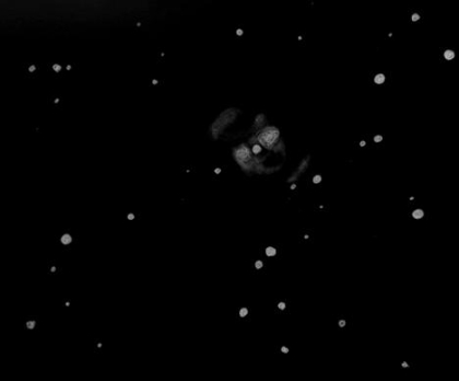 Sketch of planetary nebula NGC2371/72 by Dale Holt